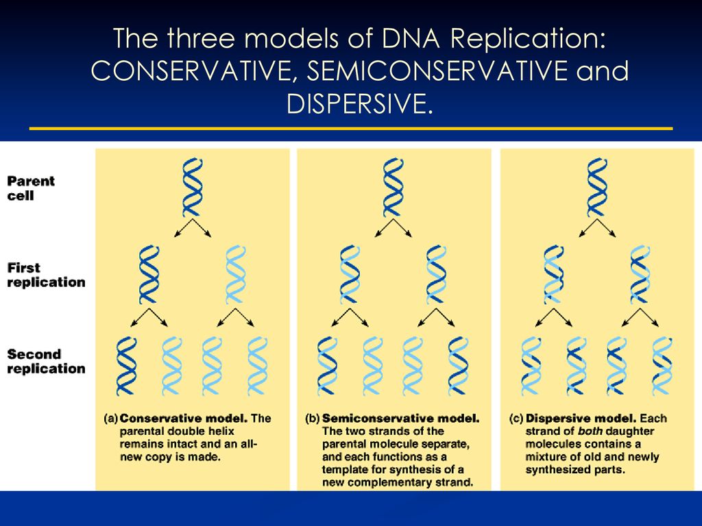 Today 1 Dna Replication 2 Protein Synthesis 3 Dna Structure Ppt Download Today 1 Dna Replication 2 Protein Synthesis 3 Dna Structure Ppt Download