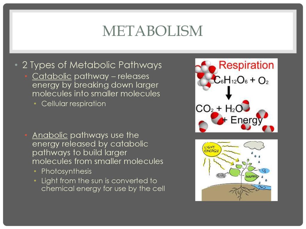 Chapter 8 Cellular Energy Ppt Download chapter-8-cellular-energy-ppt-download