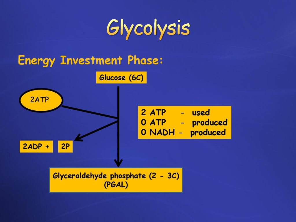 Cellular Respiration. - ppt download