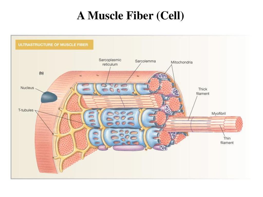 3 Types of Muscle Tissue Properties of Muscle Tissue - ppt download