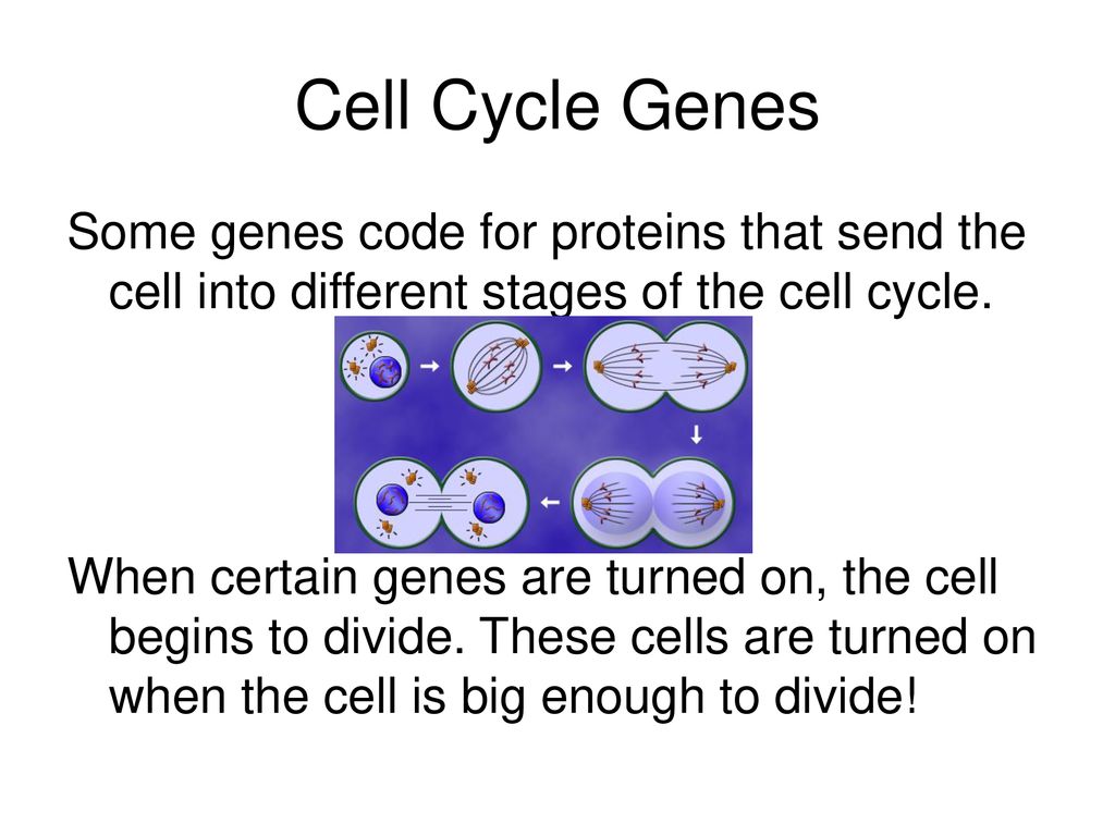 Gene Regulation and Mutations Biology Diagrams