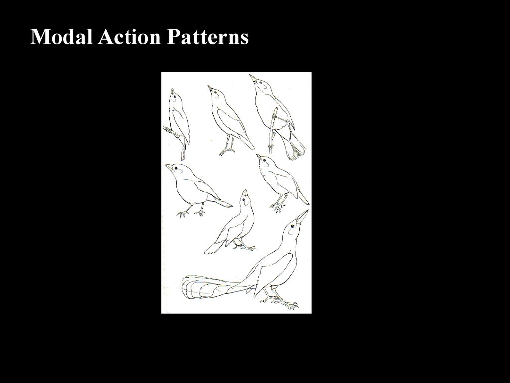 CATEGORIES OF STIMULI Releasing (or triggering) stimuli ppt download