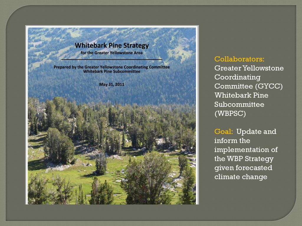 Identifying adaptation management options for whitebark pine in the