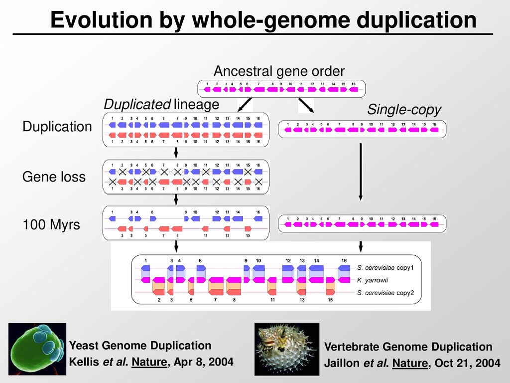 Lecture 16 comparative genomics ii genome evolution ppt download