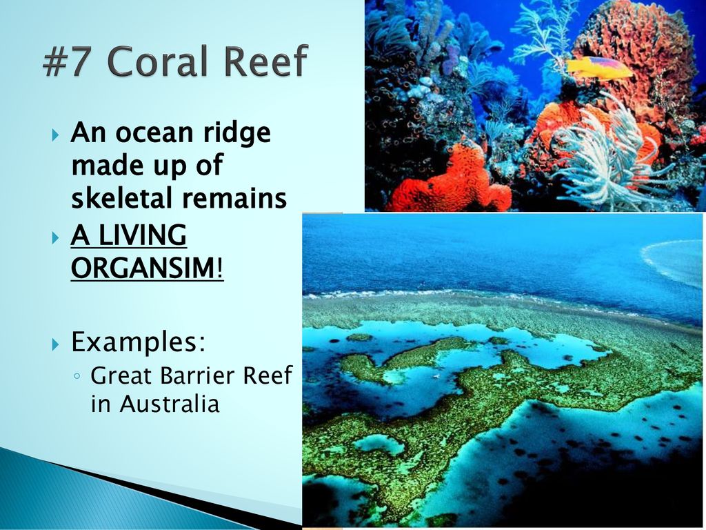 #7 Coral Reef An ocean ridge made up of skeletal remains