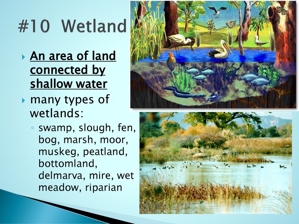 #10 Wetland An area of land connected by shallow water