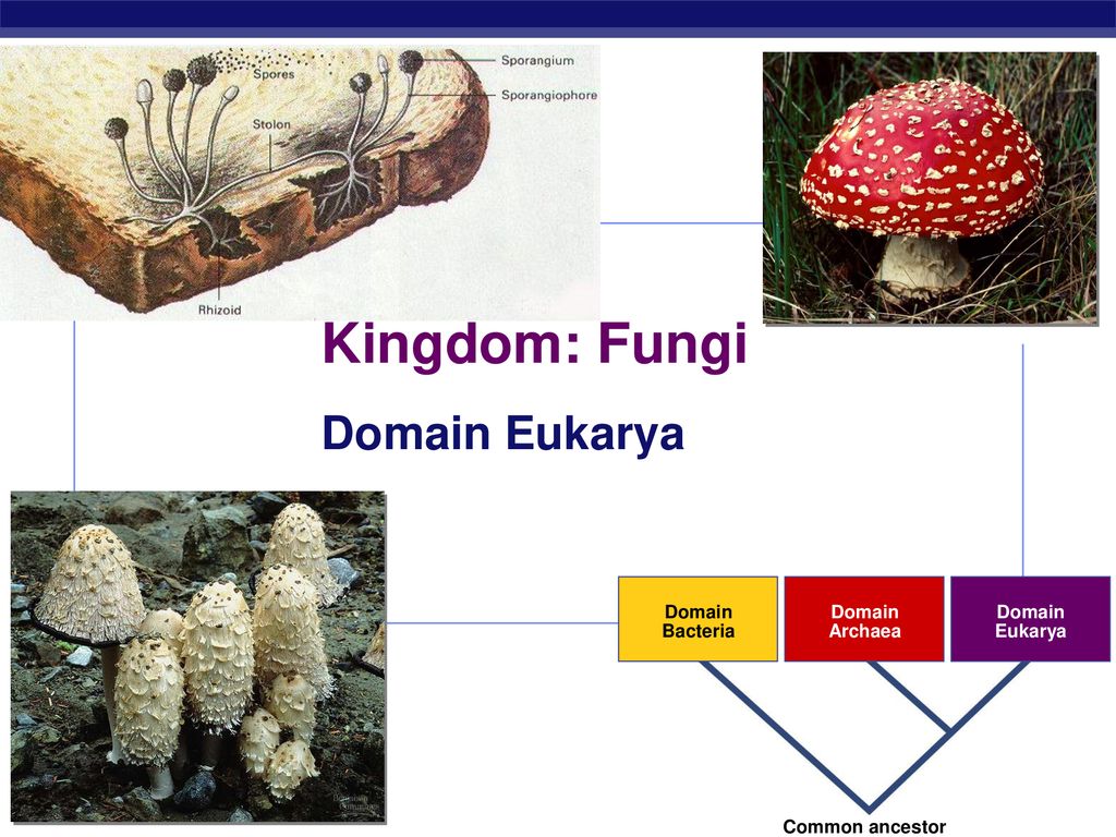 Грибы биология огэ. Царство Фунги. Fungi Spores. Eukarya. Fungi presentation.