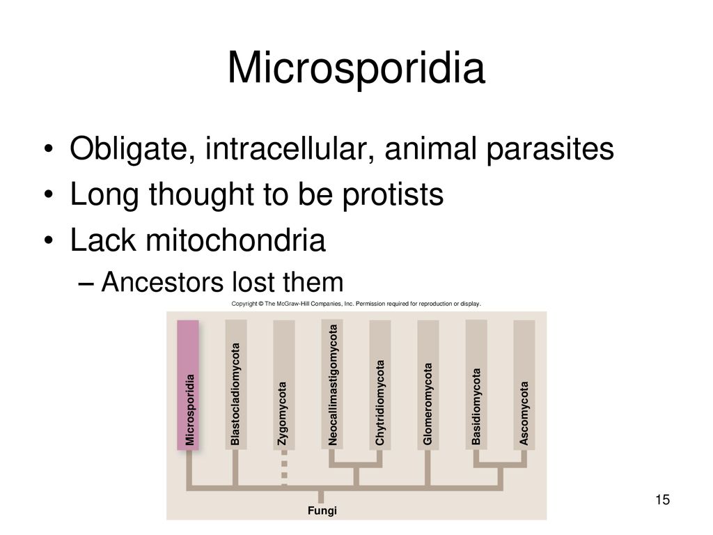Microsporidia Obligate, intracellular, animal parasites
