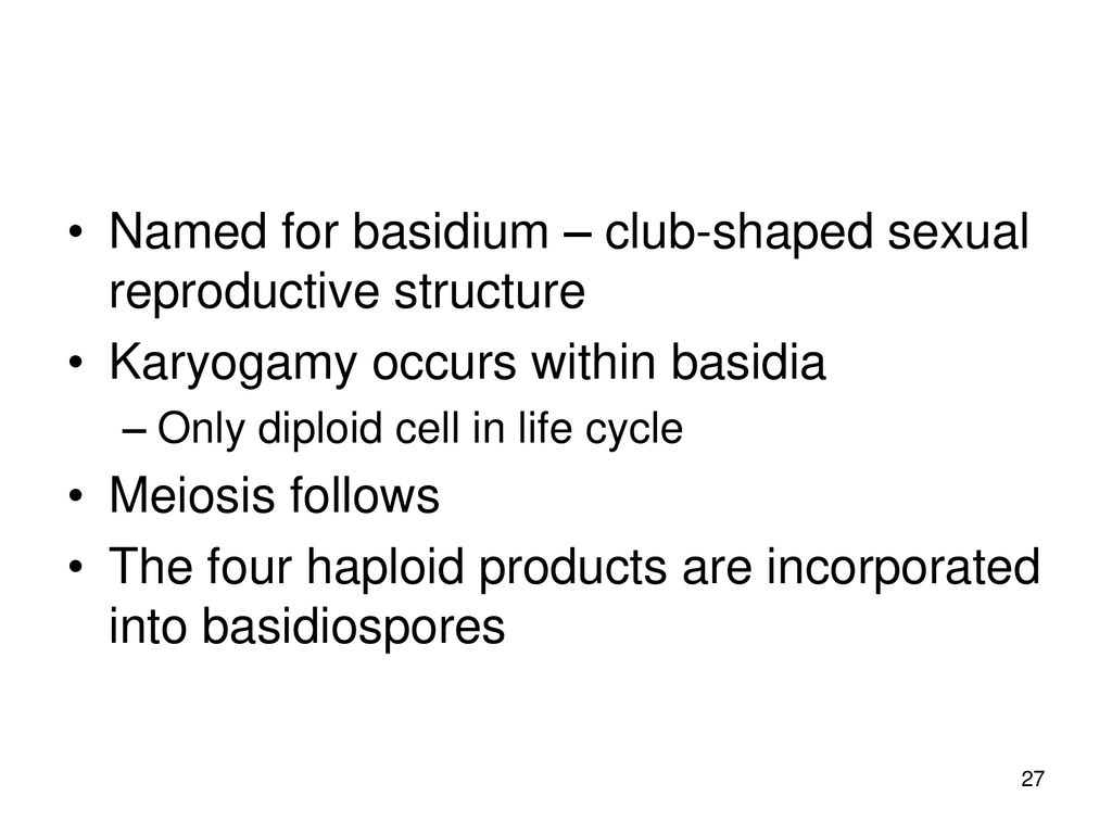 Named for basidium – club-shaped sexual reproductive structure