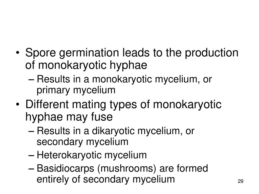 Spore germination leads to the production of monokaryotic hyphae