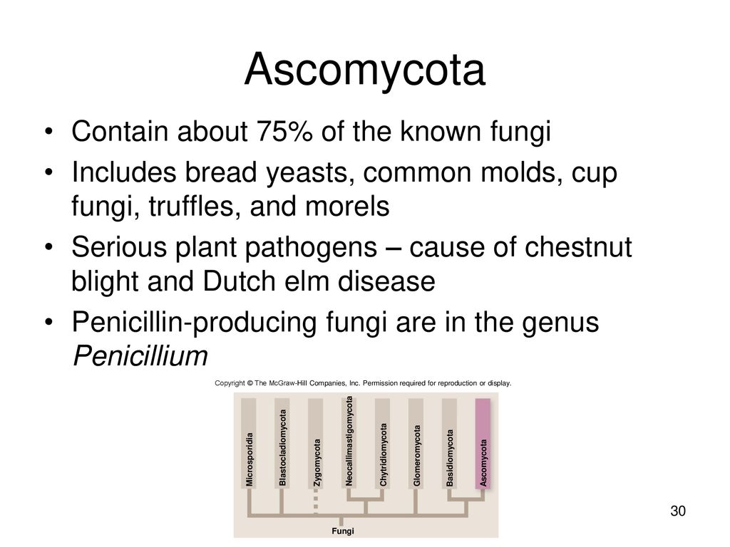Ascomycota Contain about 75% of the known fungi