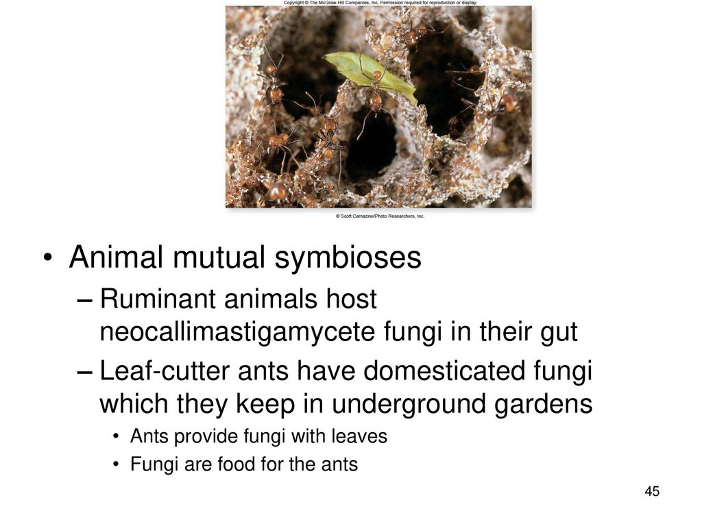 Animal mutual symbioses
