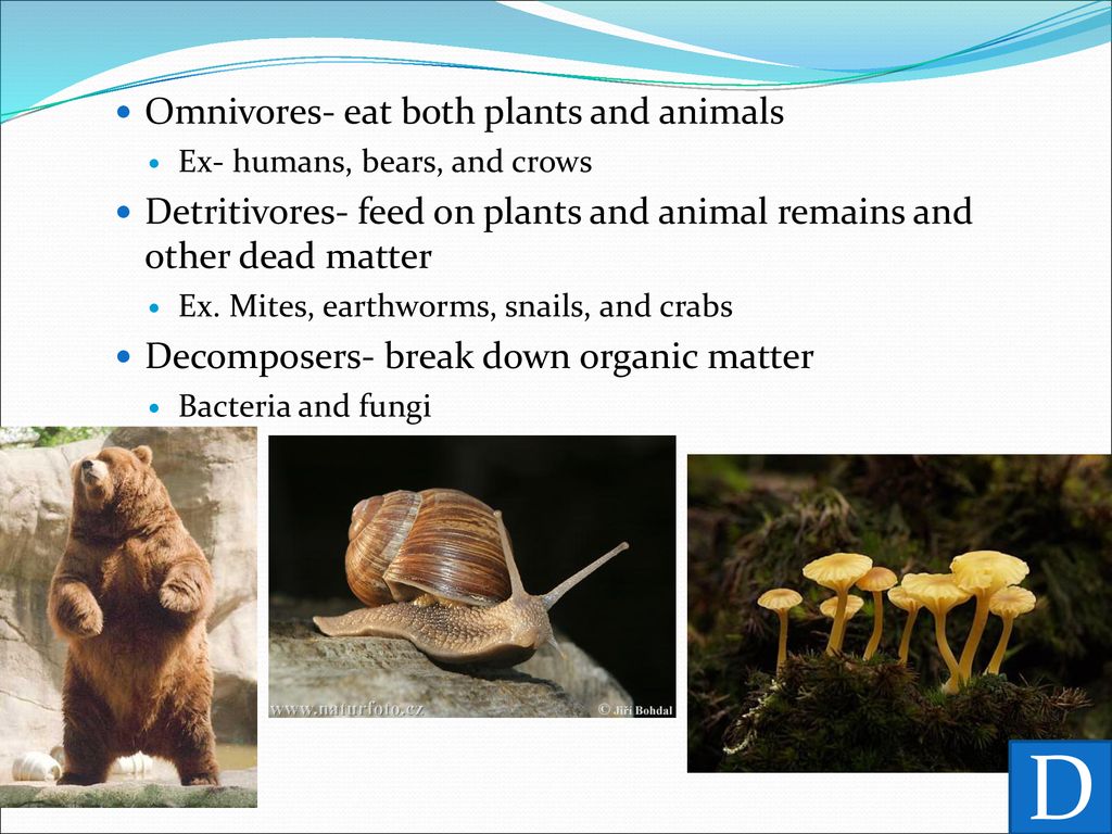 ppt download Biology Diagrams