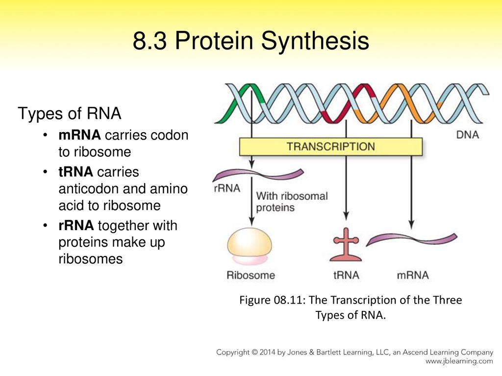 8.3 Protein Synthesis. mRNA carries codon to ribosome. rRNA together with p...