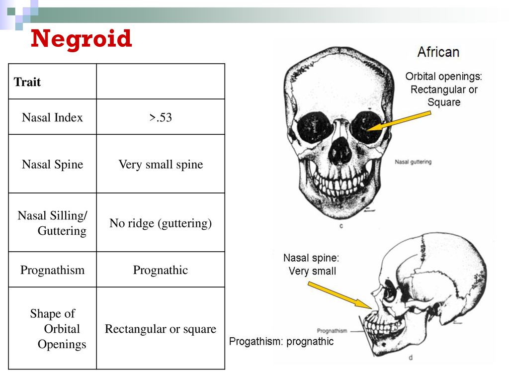 Forensic Anthropology Ppt Download