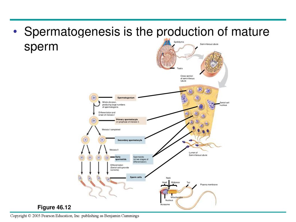 Chapter 46 Animal Reproduction. - ppt download