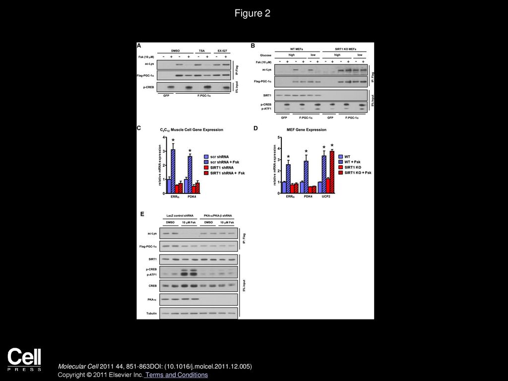 Camp Activation By Forskolin Increases Ucp1 Pgc 1 C Ebp And
