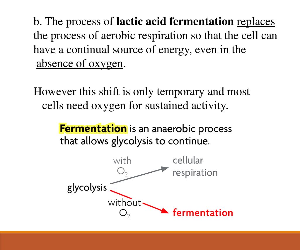 b. The process of lactic acid fermentation replaces the process of aerobic respiration so that the cell can have a continual source of energy, even in the