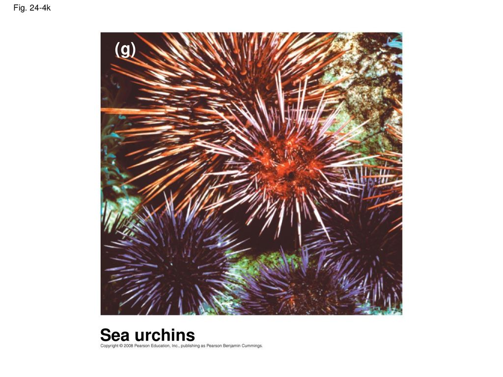 Fig. 24-4k (g) Figure 24.4 Reproductive barriers Sea urchins