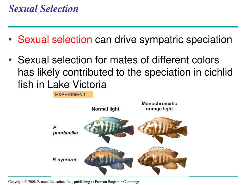 Sexual Selection Sexual selection can drive sympatric speciation.