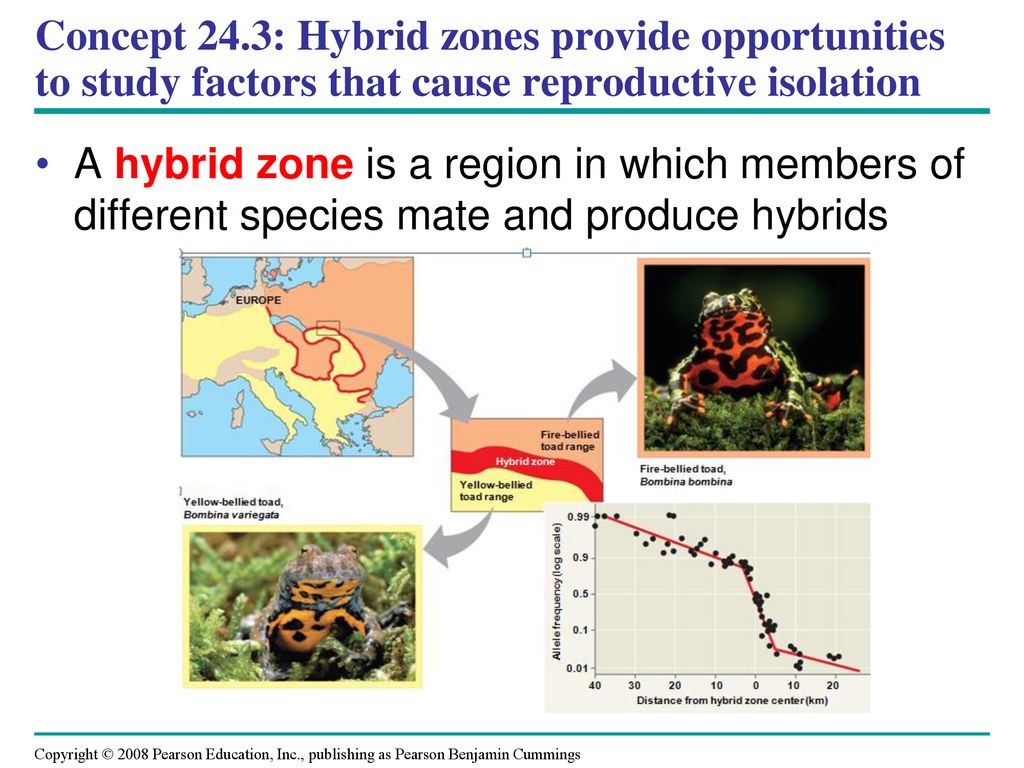 Concept 24.3: Hybrid zones provide opportunities to study factors that cause reproductive isolation