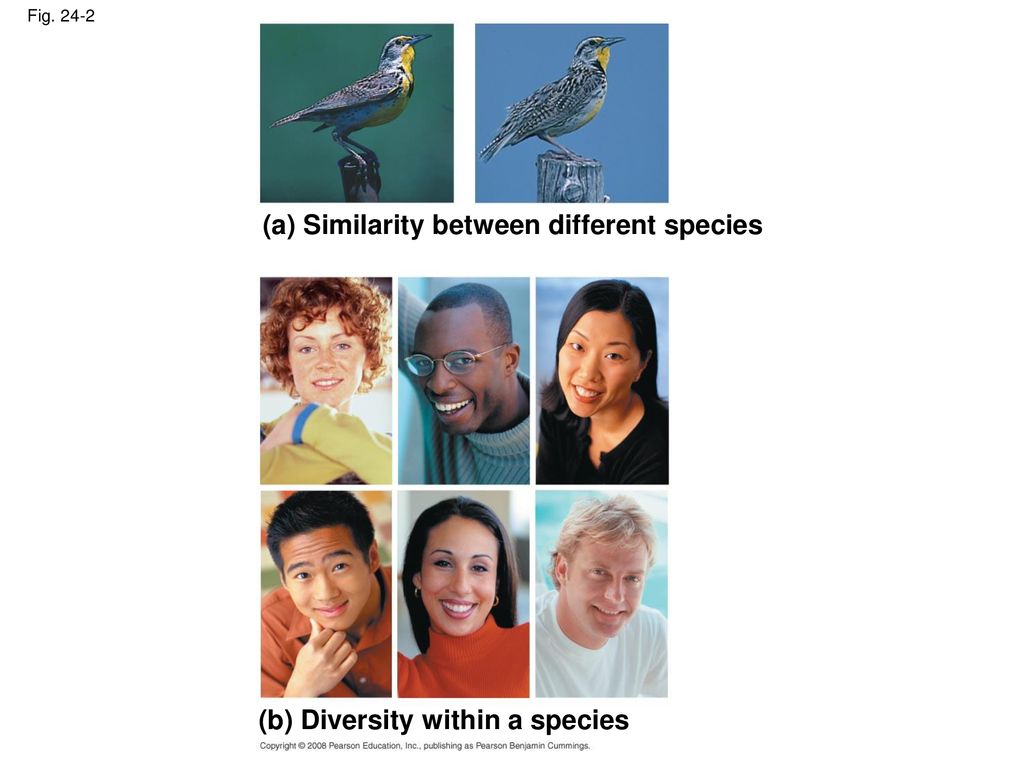 (a) Similarity between different species