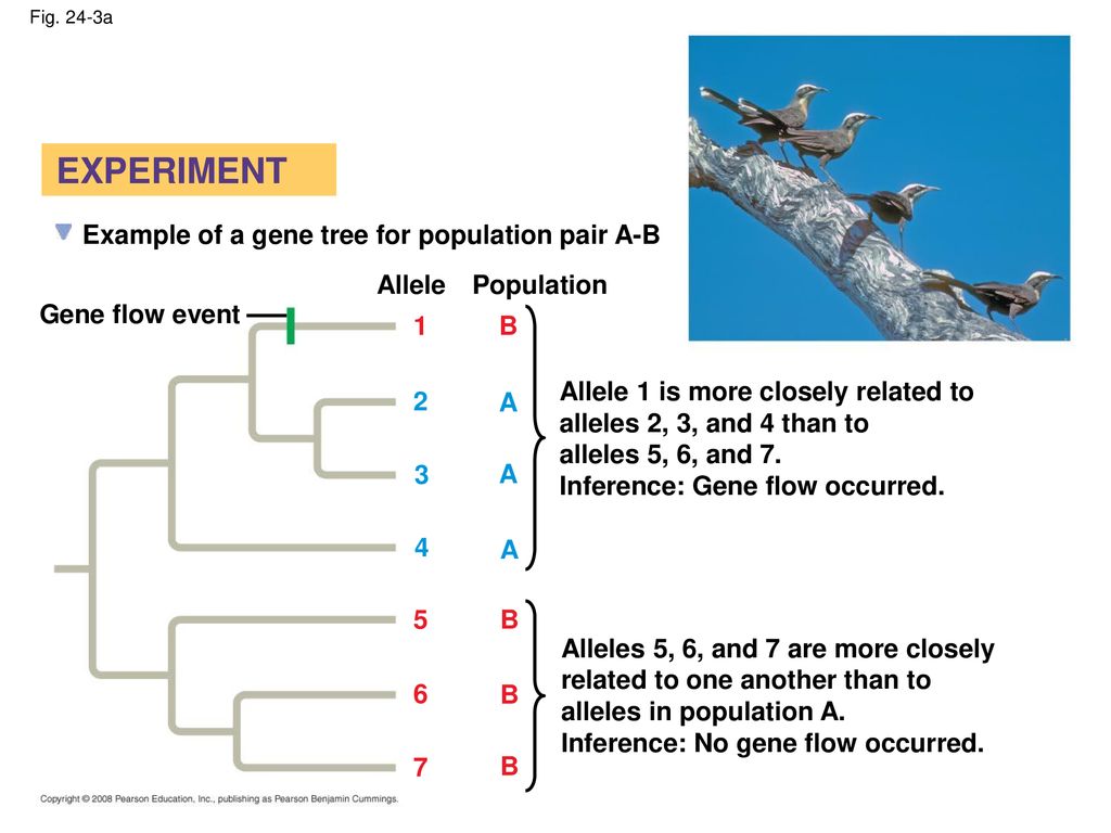 EXPERIMENT Example of a gene tree for population pair A-B Allele
