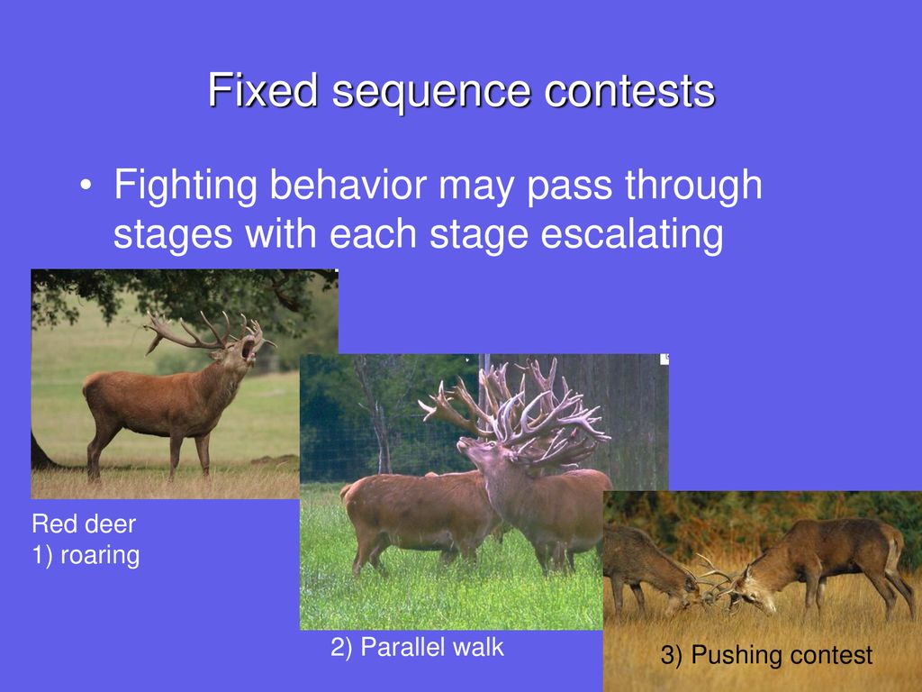 Fixed sequence contests