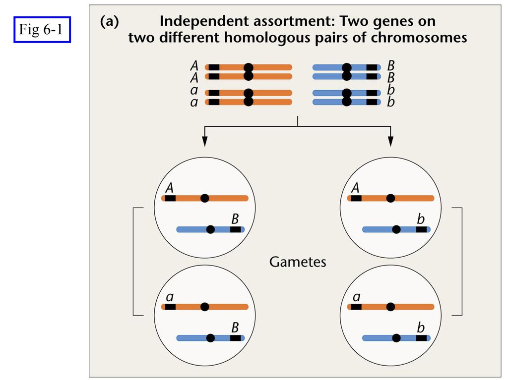 Fig 6-1 Figure: 06-01a Caption: - ppt download