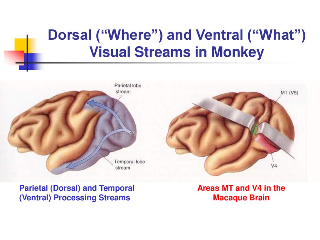 Dorsal ( Where ) and Ventral ( What ) Visual Streams in Monkey