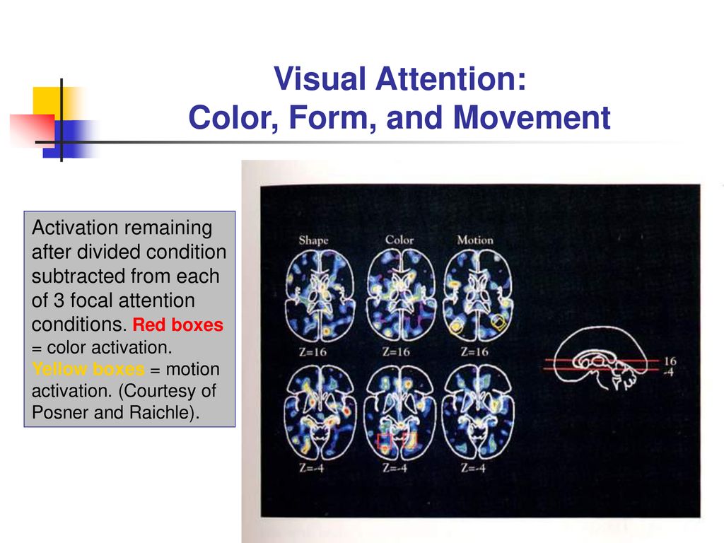 Visual Attention: Color, Form, and Movement
