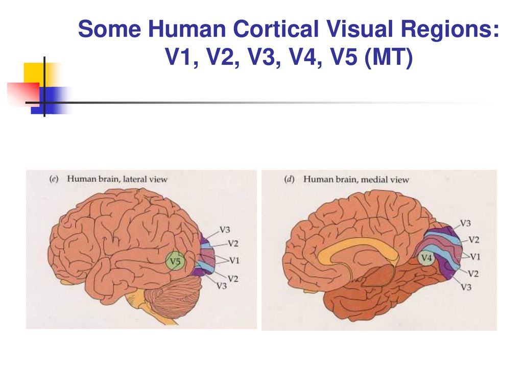 Some Human Cortical Visual Regions: V1, V2, V3, V4, V5 (MT)