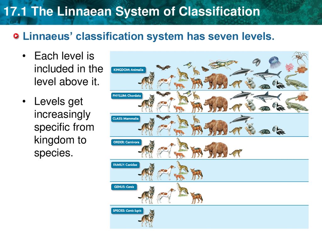 Include for each. Классификация животных. Систематика. Linnaean classification. The Linnaeus System for classification.