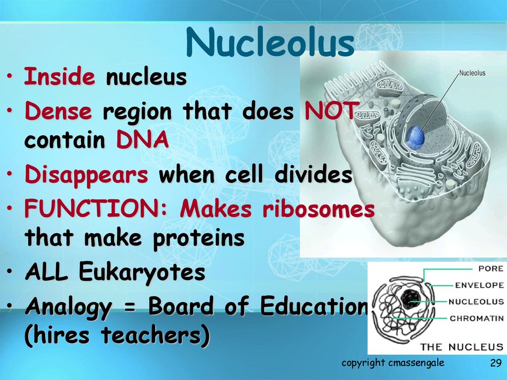 Basic Structure of a Cell - ppt download