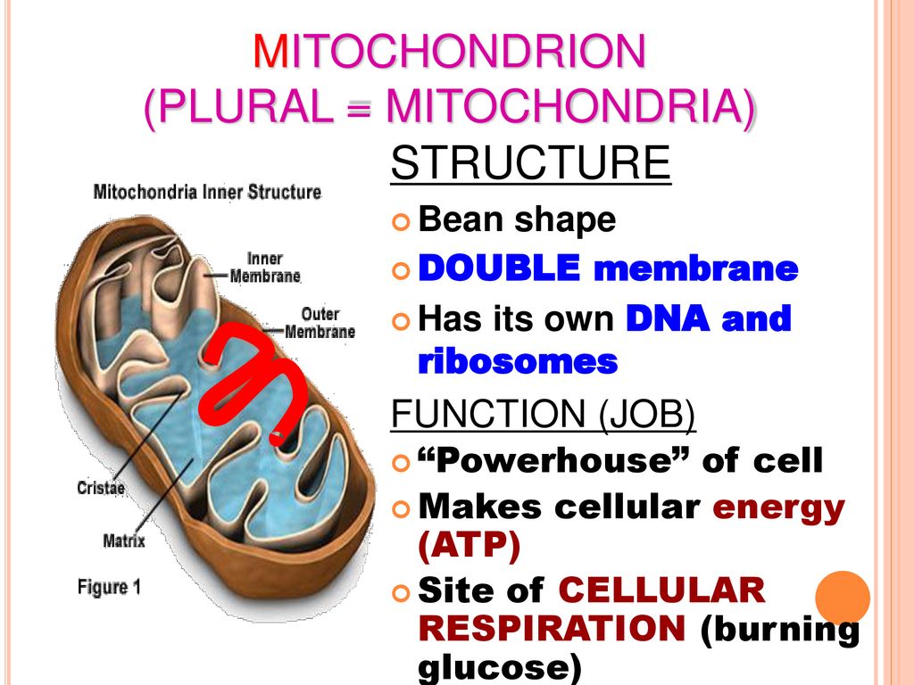 CELL ORGANELLES MS. GAYNOR AP BIOLOGY / CHAPTER 6 (PART 2) - ppt download