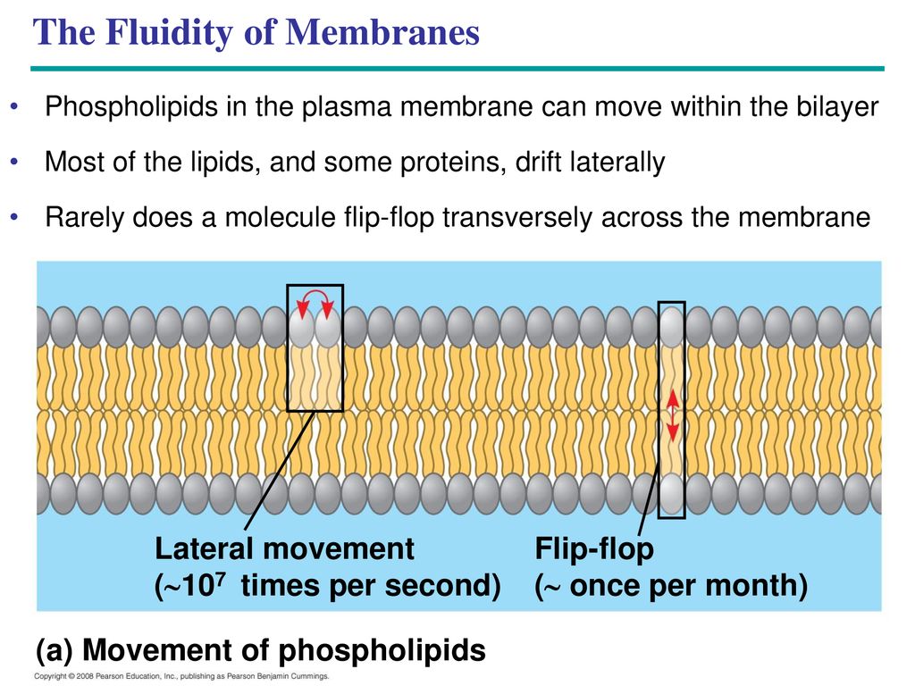 Membrane Structure and Function - ppt download