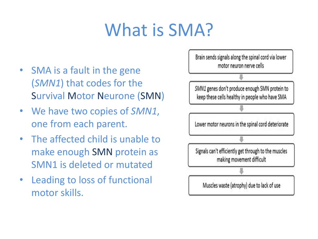 What is SMA SMA is a fault in the gene (SMN1) that codes for the Survival Motor Neurone (SMN) We have two copies of SMN1, one from each parent.
