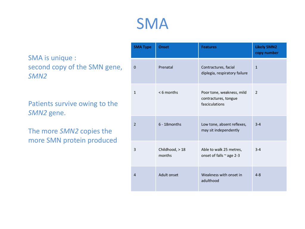 SMA SMA is unique : second copy of the SMN gene, SMN2