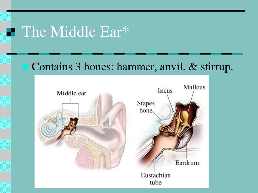 Hammer, Anvil & Stirrup by otoscopy. Bones of the middle ear