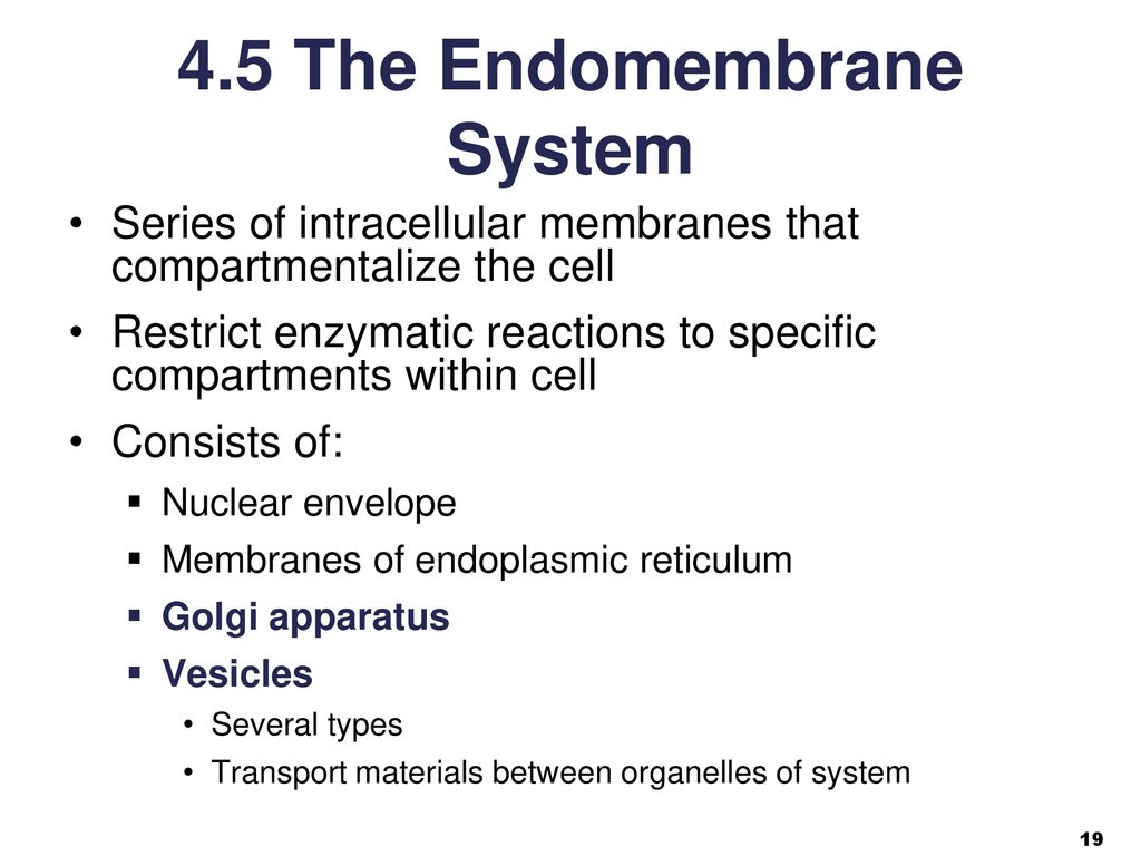 Biology Sylvia S. Mader Michael Windelspecht - Ppt Download