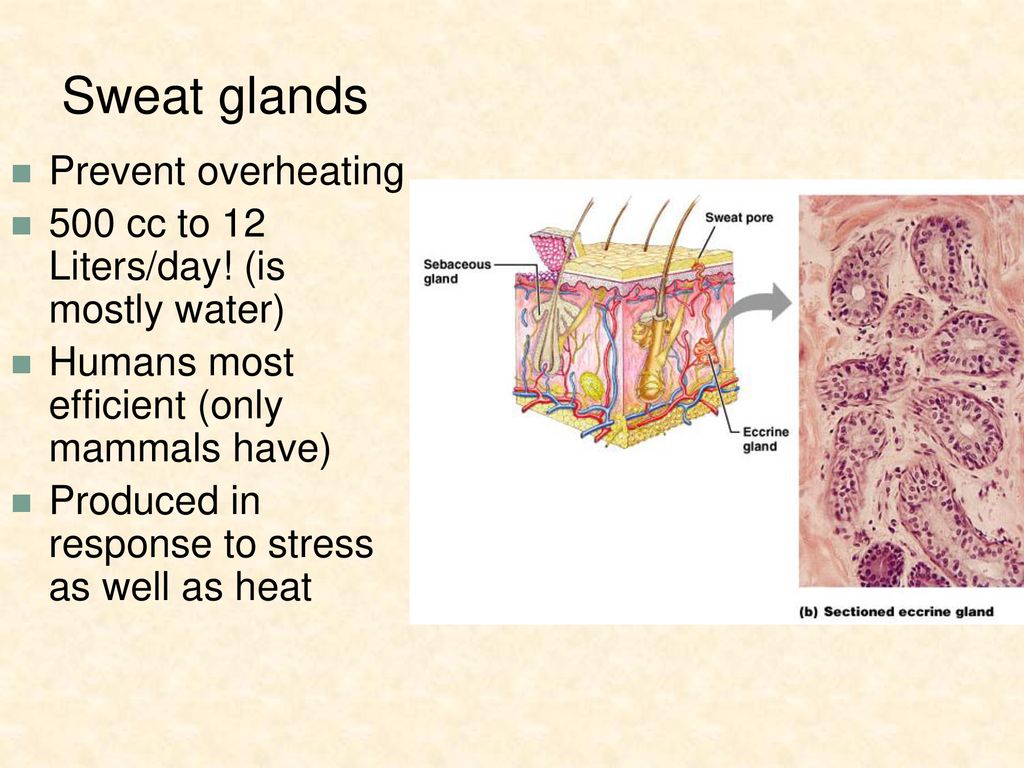 The Integumentary System The Skin Biology Diagrams