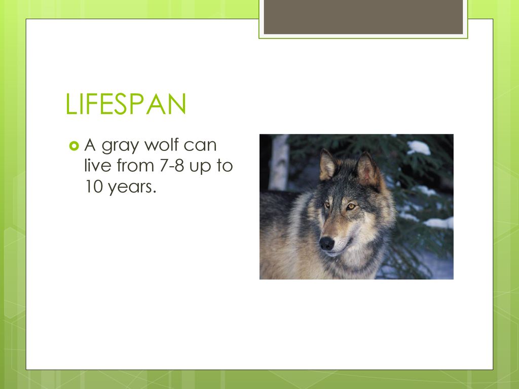 Gray Wolf By Luke. - ppt download