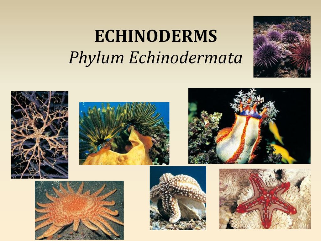 KINGDOM ANIMALIA INVERTEBRATES - Ppt Download