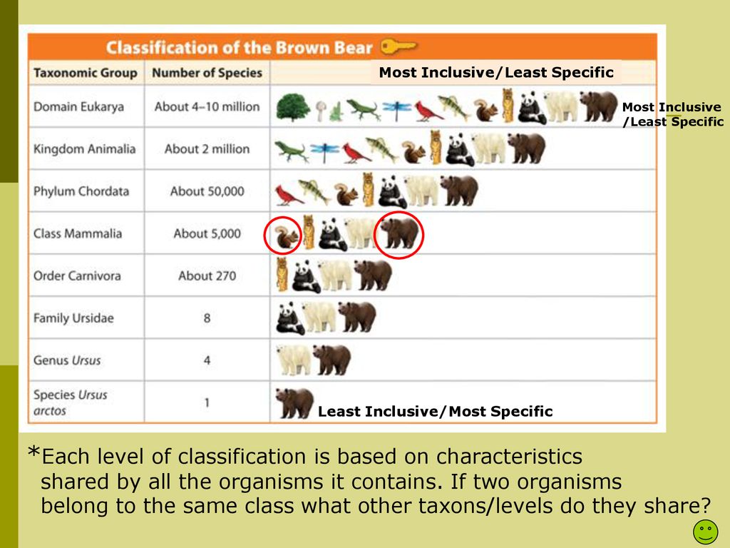 I. LEVELS OF CLASSIFICATION - ppt download