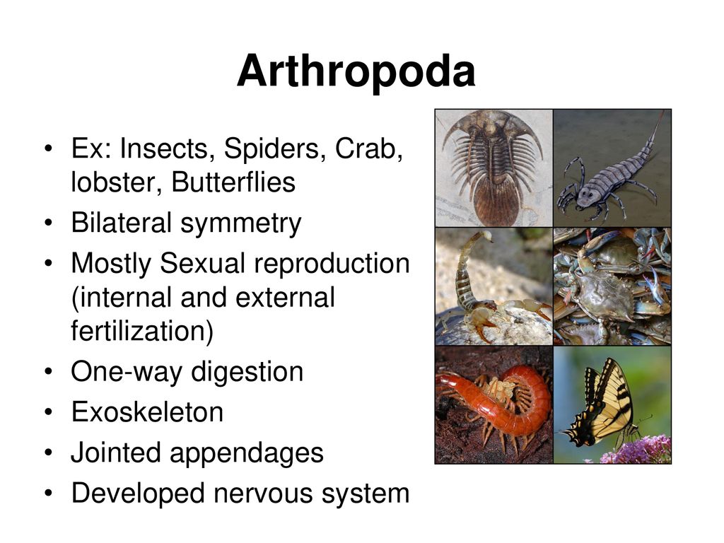 The Animals: Kingdom Animalia - ppt download