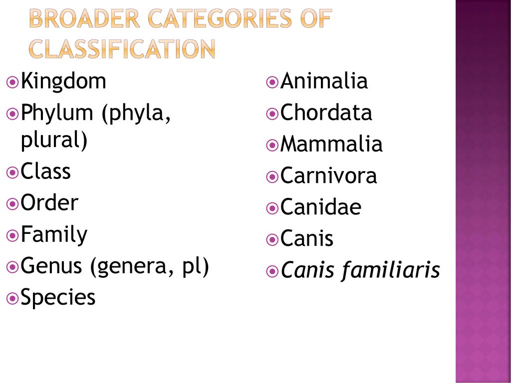 PHYLOGENY and the TREE of LIFE - ppt download