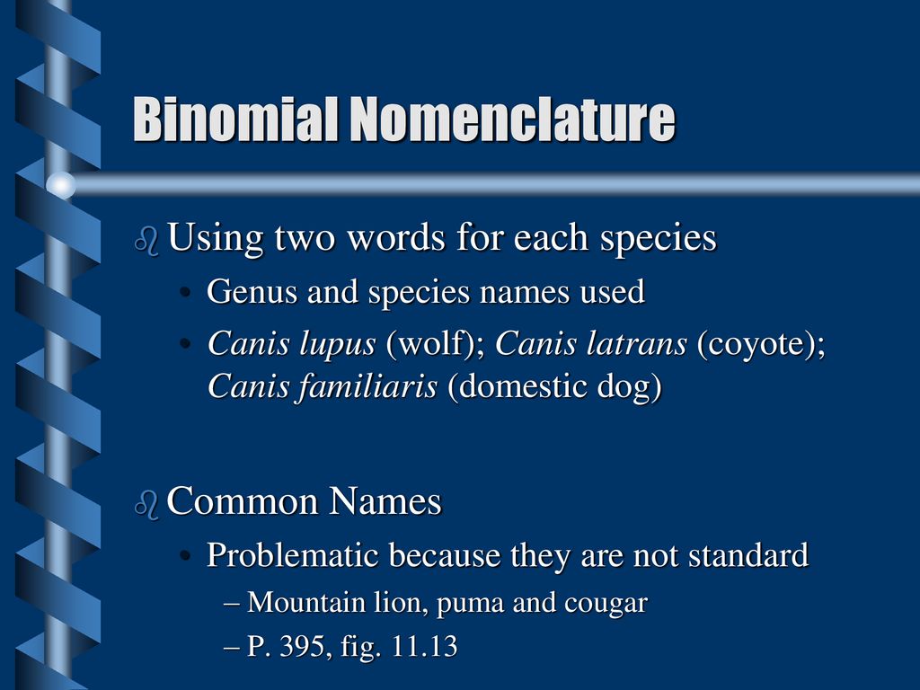 Classification of Living Things - ppt download