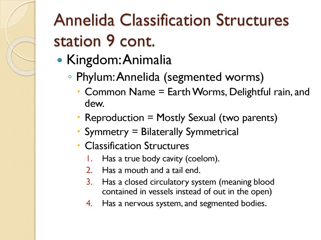 Kingdom Animalia. - ppt download