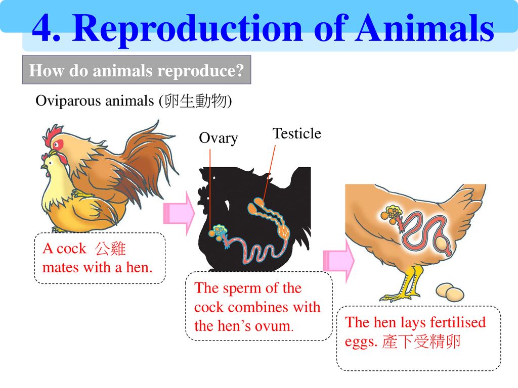 Why do animals reproduce? - ppt download