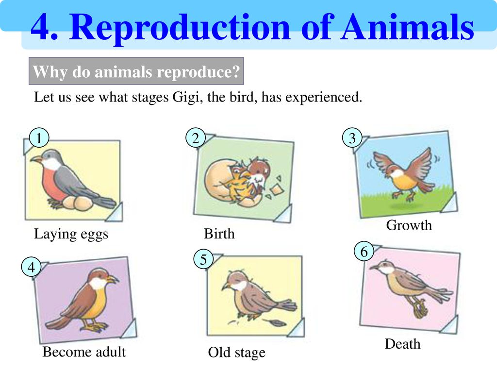 Why do animals reproduce? - ppt download